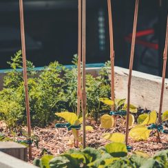 How to Start a Small Off‑Grid Garden Anywhere — Even Without Land