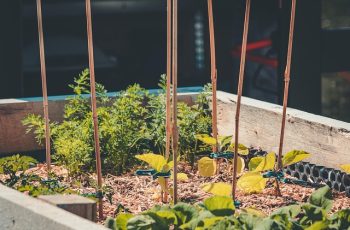 How to Start a Small Off‑Grid Garden Anywhere — Even Without Land