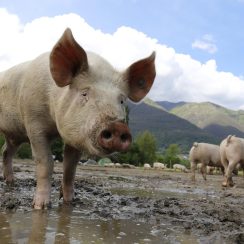 Off-Grid Pig Raising Made Simple: How to Feed, Shelter & Process Your Pigs Now