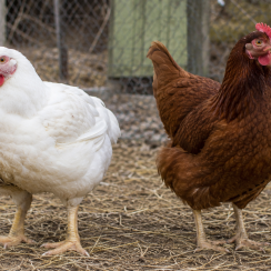 Chickens: The Difference Between Meat Birds and Egg Layers