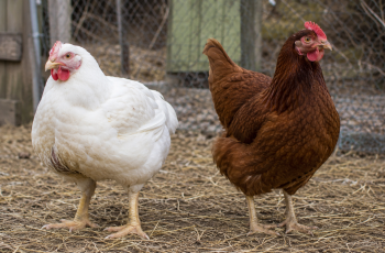 Chickens: The Difference Between Meat Birds and Egg Layers
