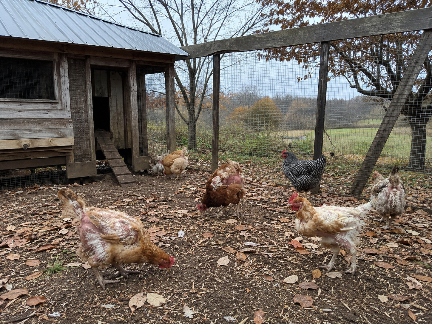 Backyard chickens in mid-molt foraging in a coop run during late autumn